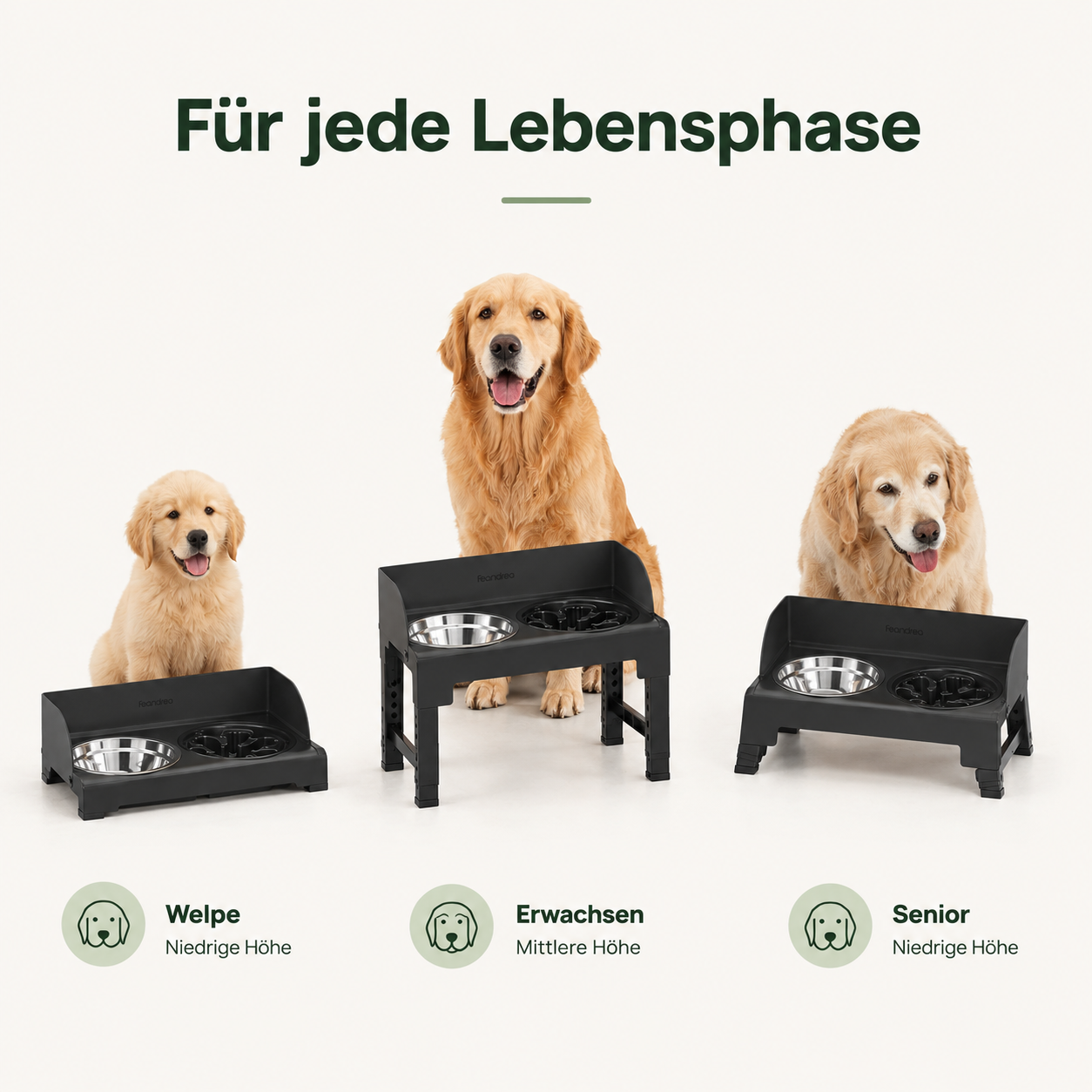 Höhenverstellbarer Futternapf – Für eine gesunde Fresshaltung